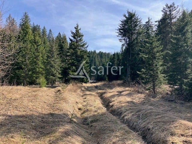 plantation résineuse