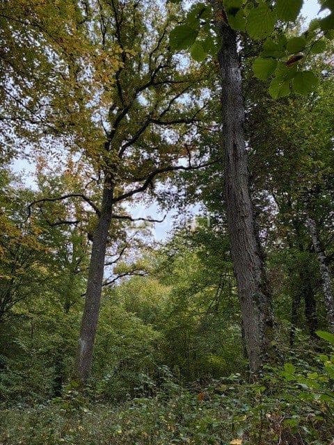 PARCELLE FORESTIERE DANS L'AVALLONNAIS