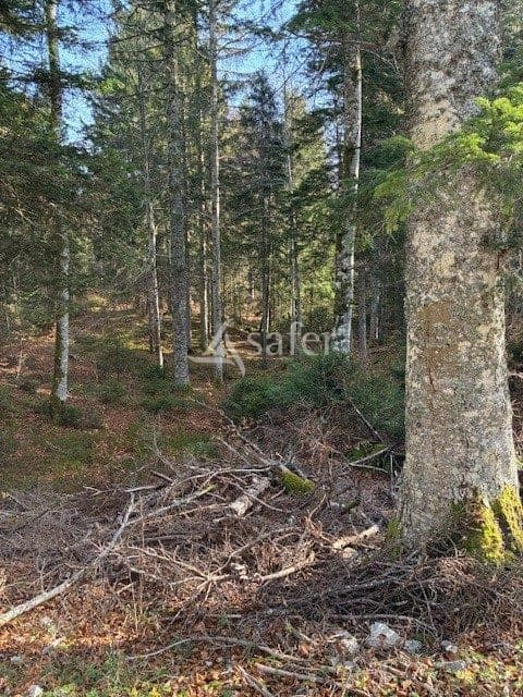 Futaie résineuse dans le Haut-Jura