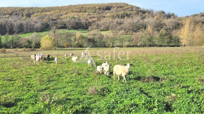 Exploitation ovine idéale installation 150 ha