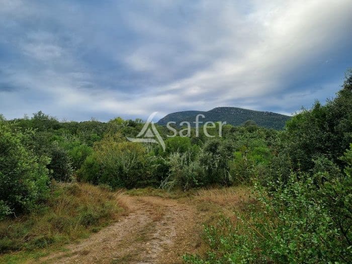Massif forestier dédié à la chasse : 115 ha de garrigues méditerranéennes d'un seul tenant