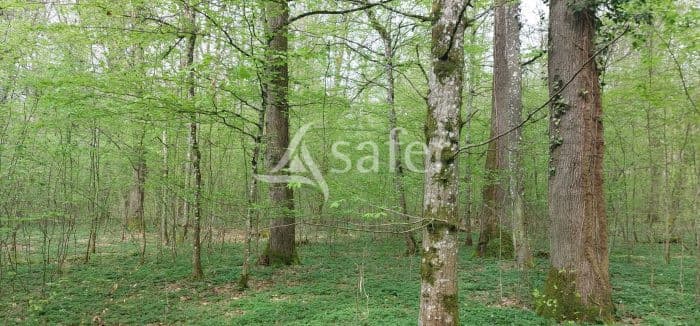 VENTE LE BOIS NOIR DANS LA PLAINE LORRAINE