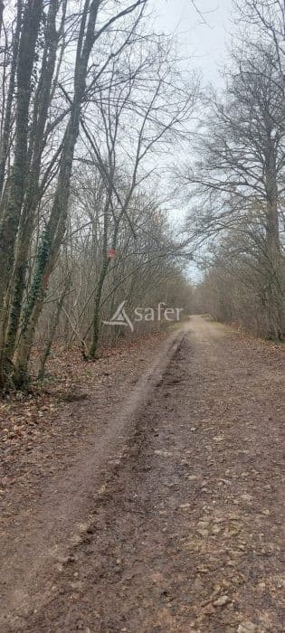 VENTE D'UN BOIS EN FORET DE HAYE