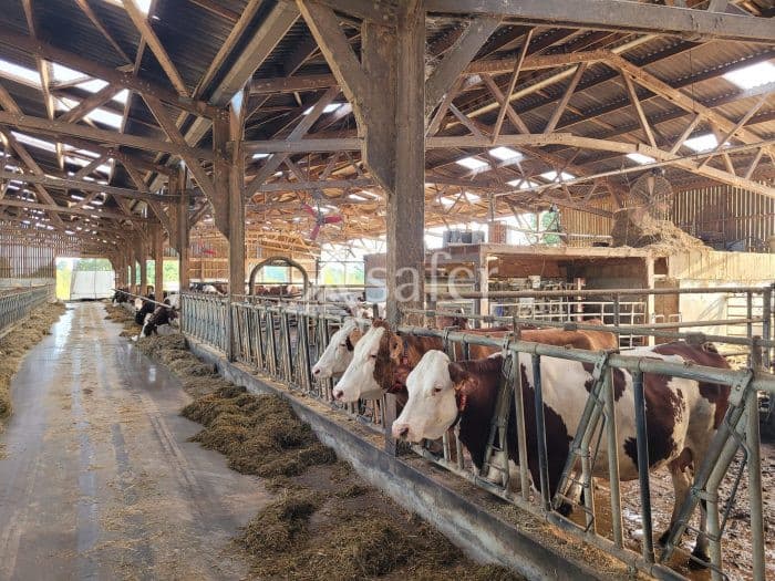 Exploitation bovine laitière