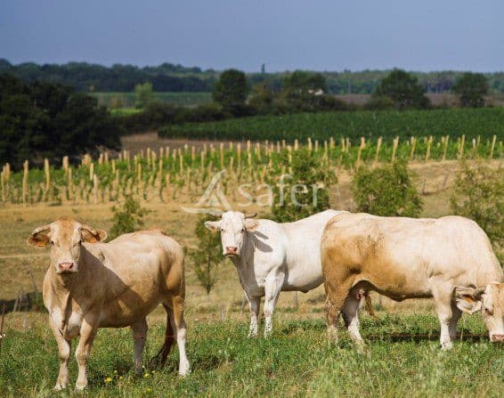 Exploitation agricole en bovins viande et viticulture sur 110ha