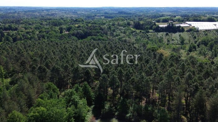 Parcelles forestières en nature de pins sur 10 ha 20