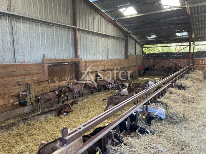 Exploitation caprine avec transformation fromagère