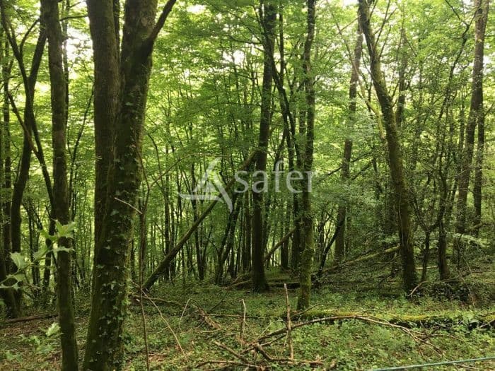 Parcelle de bois taillis de 31 a